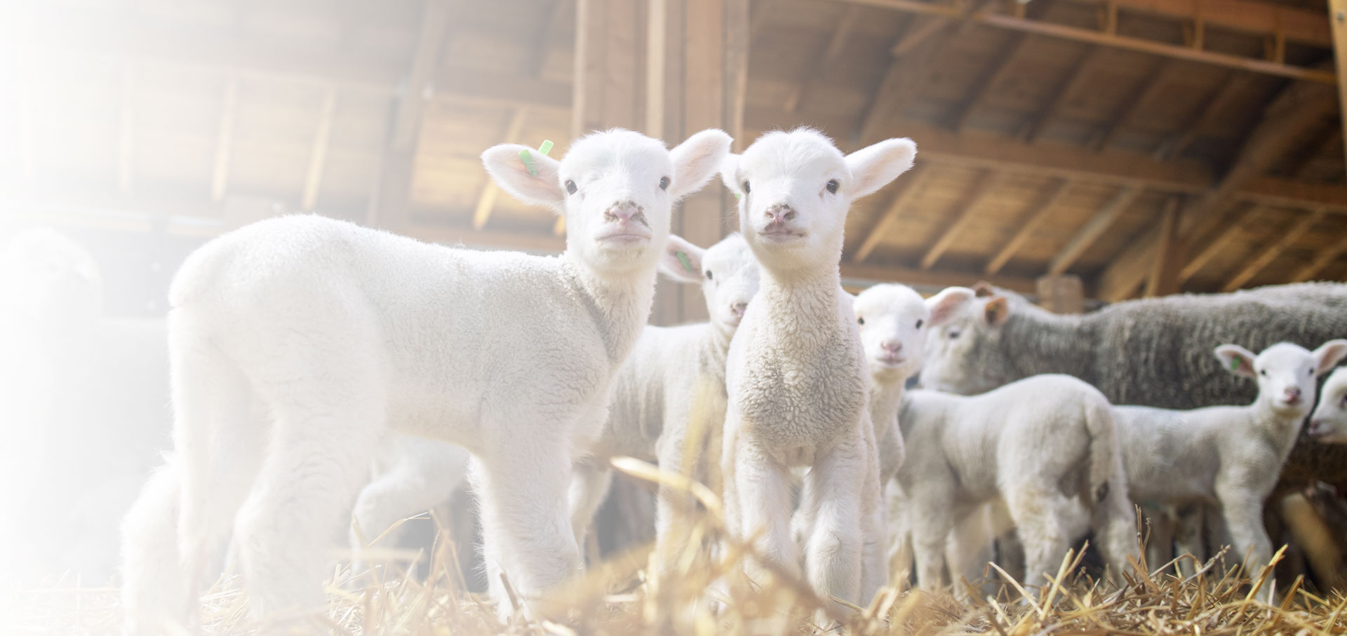 SolveAir MAX légtisztító otthonra és irodába